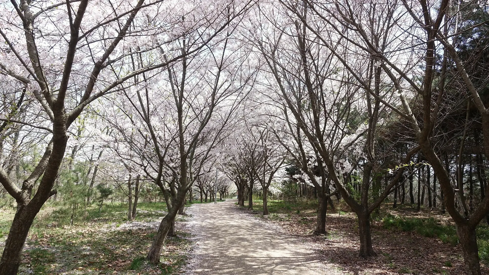 Runway Guesthouse - Hostel Incheon South Korea